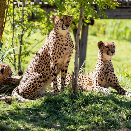 Les Jardins De Beauval-3