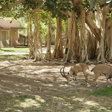 Ein Gedi Kibbutz Hotel-2