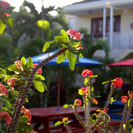 Negril Palms-3