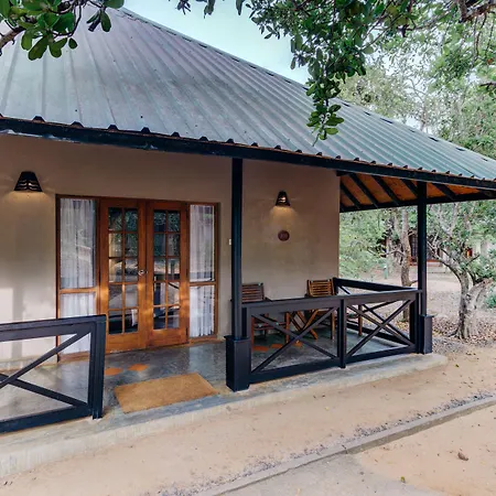 Cinnamon Wild Yala-2