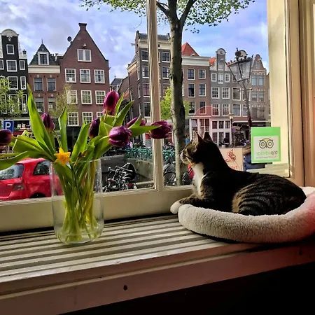 Tulip Of Amsterdam-3