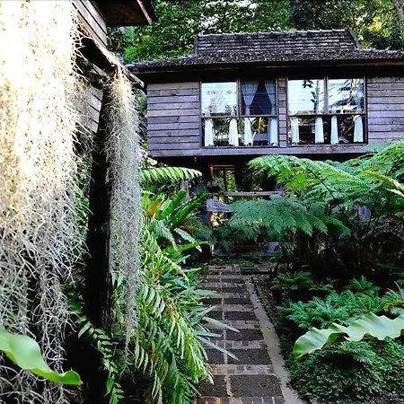 Fern Paradise-3