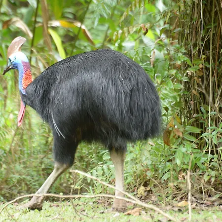 Cape Trib Farm-3