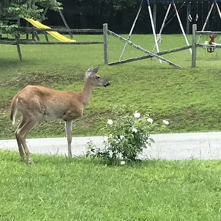 Daniel Boone Motor Inn-2