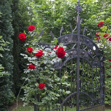 Boutiquehotel Dreesen - Villa Godesberg-2