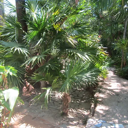 Coconut Tree West End-2