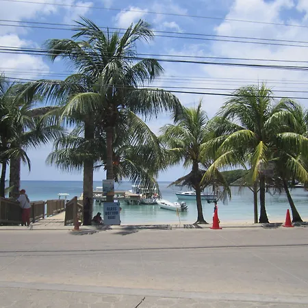 Coconut Tree West End-2