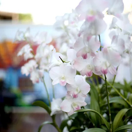 The Orchid House 153-3