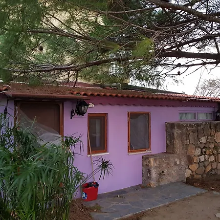 Nar Bağevi-2