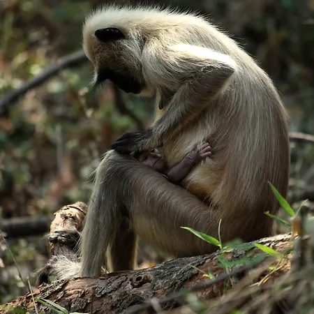 Red Earth Tadoba-2