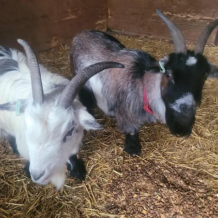 Hideaway Escapes: Farmhouse B&B with Animal Encounters in Pembrokeshire-3