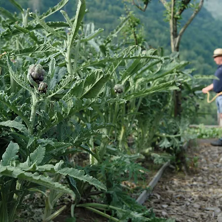 Laqua Countryside-3