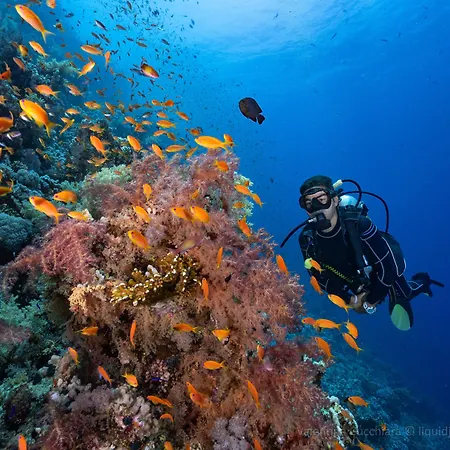 Camel Dive Club & Boutique Hotel-2