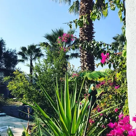 Urla Bella-2