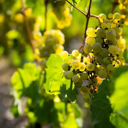 Gaestehaus-Weingut Loersch-2
