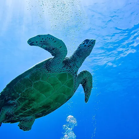 Divine Divers Gili Meno-3