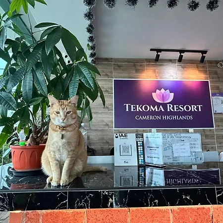Tekoma Hotel & Hostel Cameron Highlands - Free Shuttle Service-2