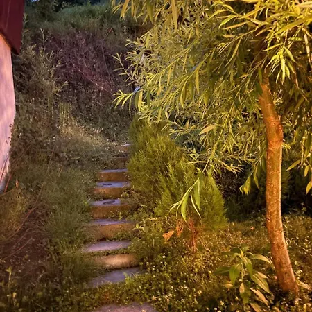 Mystic Vibes - Jibhi-2