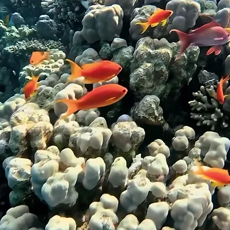 Coral Sultan Private-3