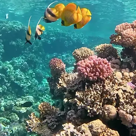 Coral Sultan Private-2