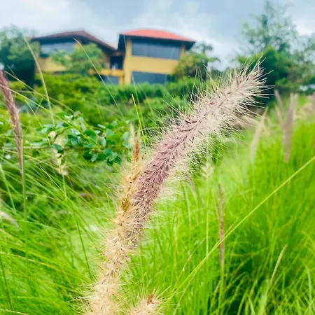The Yellow Retreat-2