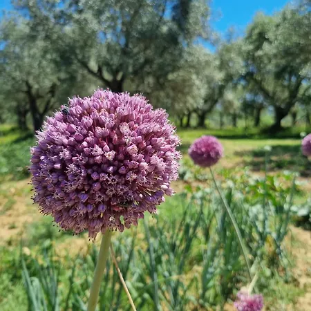 Casale Terre Rosse-2