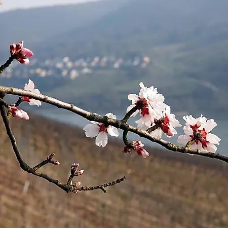 Gastehaus Weingut Rossler-2