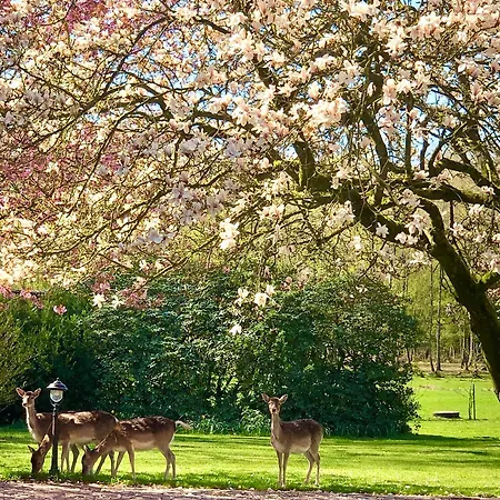 Hof Springhorn-2