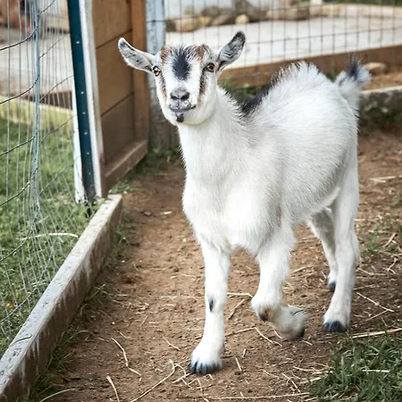 Domaine Taïga - Parc animalier en forêt-2