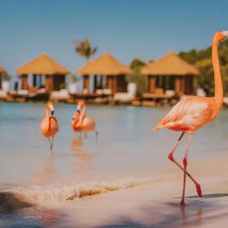 Renaissance Wind Creek Aruba Resort-2