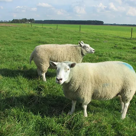 B&B Boerderij Wijtvliet-3