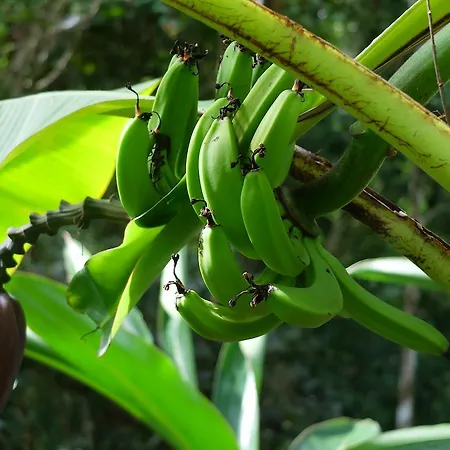 Manicou River Resort-3