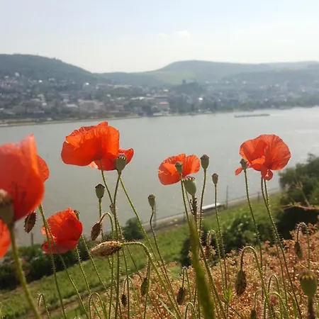 B&B Ruthmann-Rheinblick-2