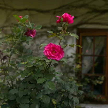 Grace Guest House-3