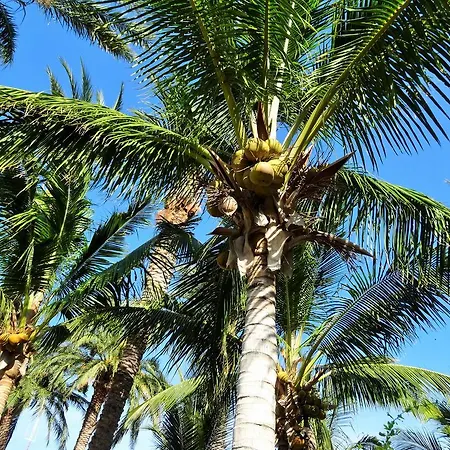 Coco Cabañas&Casitas Vacation Rentals-2
