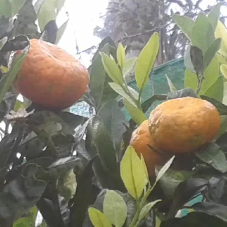 Happy Nest Yercaud-3