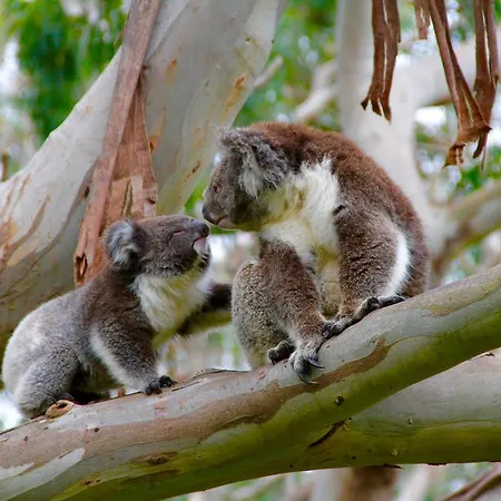 Bimbi Park - Camping Under Koalas-2