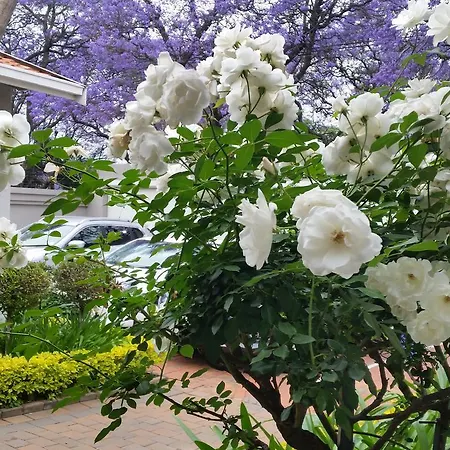 Rosebank Lodge Guesthouse By Claires-2