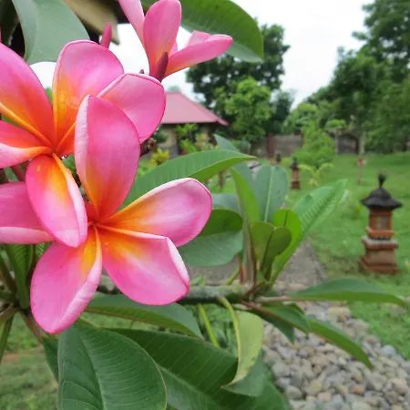 Tegal Sari, Pemuteran- North Bali-2