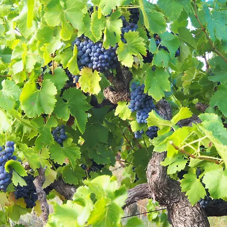 Bed & Breakfast At Tiffany'S-2