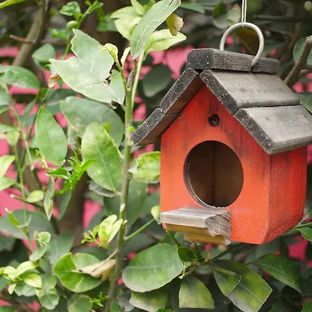 Colibrí B&B-2
