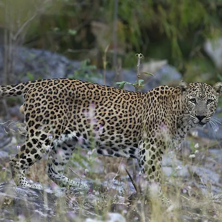 Red Earth Tadoba-3