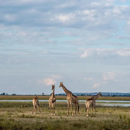 Okavango Lodge-2