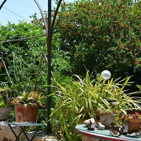 Les Passiflores-2