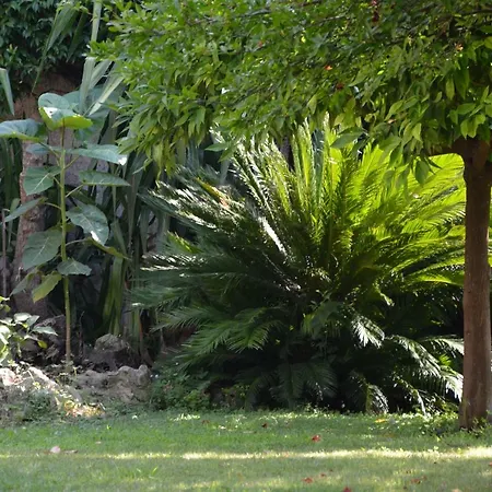 Les Passiflores-3