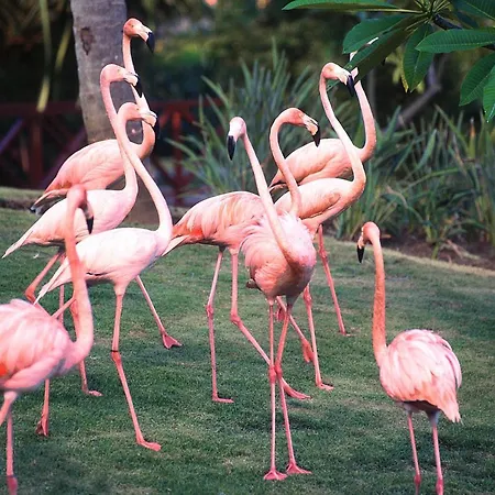Natura Park Beach & Spa Eco Resort-3