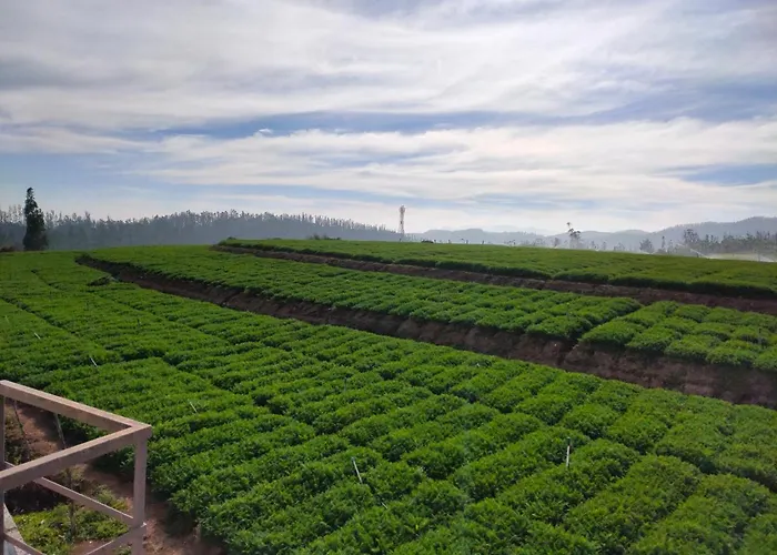 Brown Tree Resorts Ooty