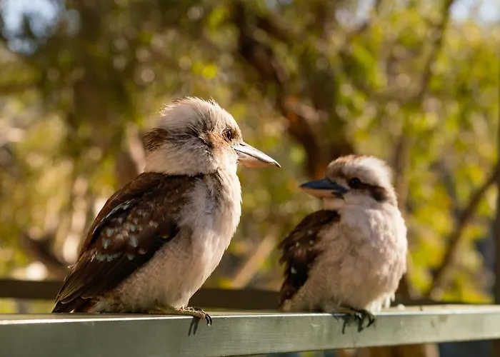 Mclean Beach Holiday Park Deniliquin