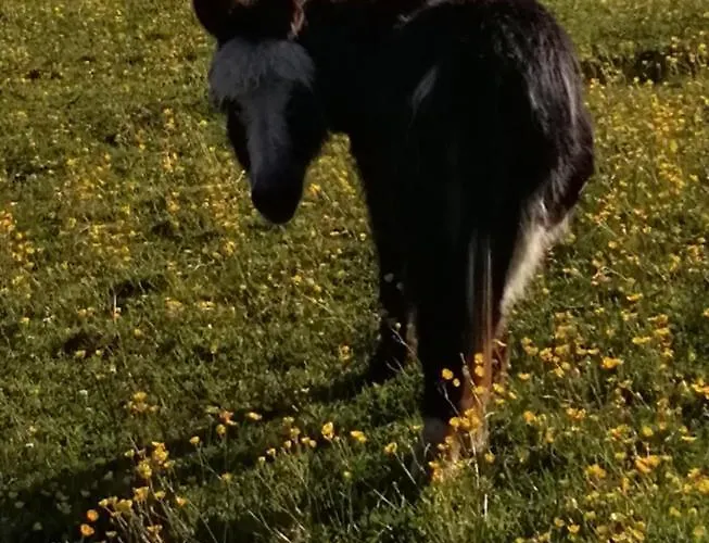 Durham Donkey Rescue Shepherd'S Hut