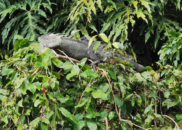 Casa Caribe Bed & Breakfast Tortuguero